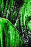 Verdant Tropics Infusion — 3D Haptic Embossed High-Gloss Luxury Wall Art