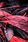 Crimson Velvet Lilies — 3D Haptic Embossed High-Gloss Luxury Wall Art