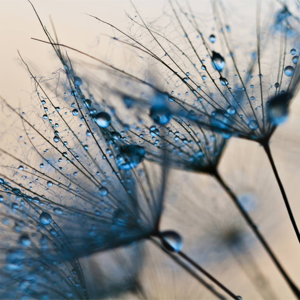 Fleur Impression sur verre