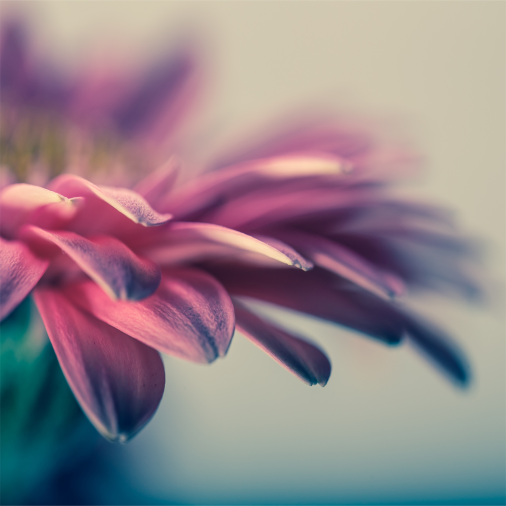 Arte della parete di vetro Fiore