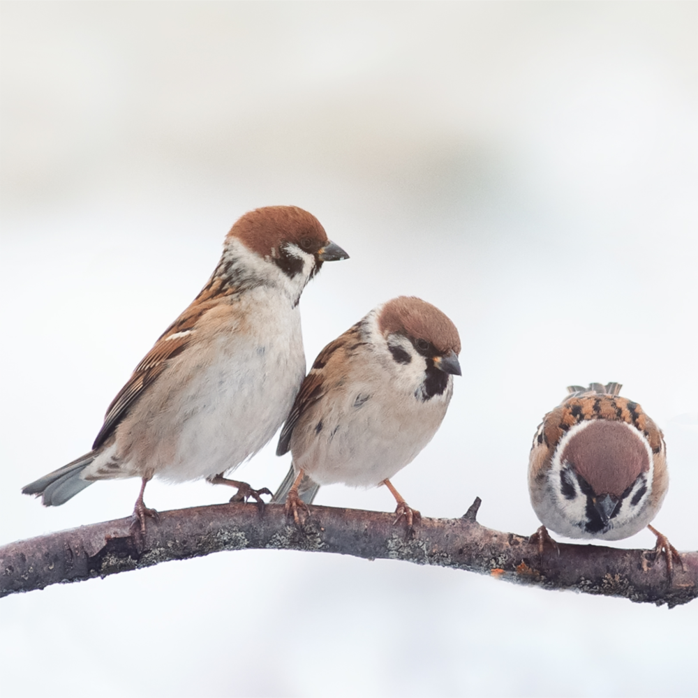 Des oiseaux Impression sur verre