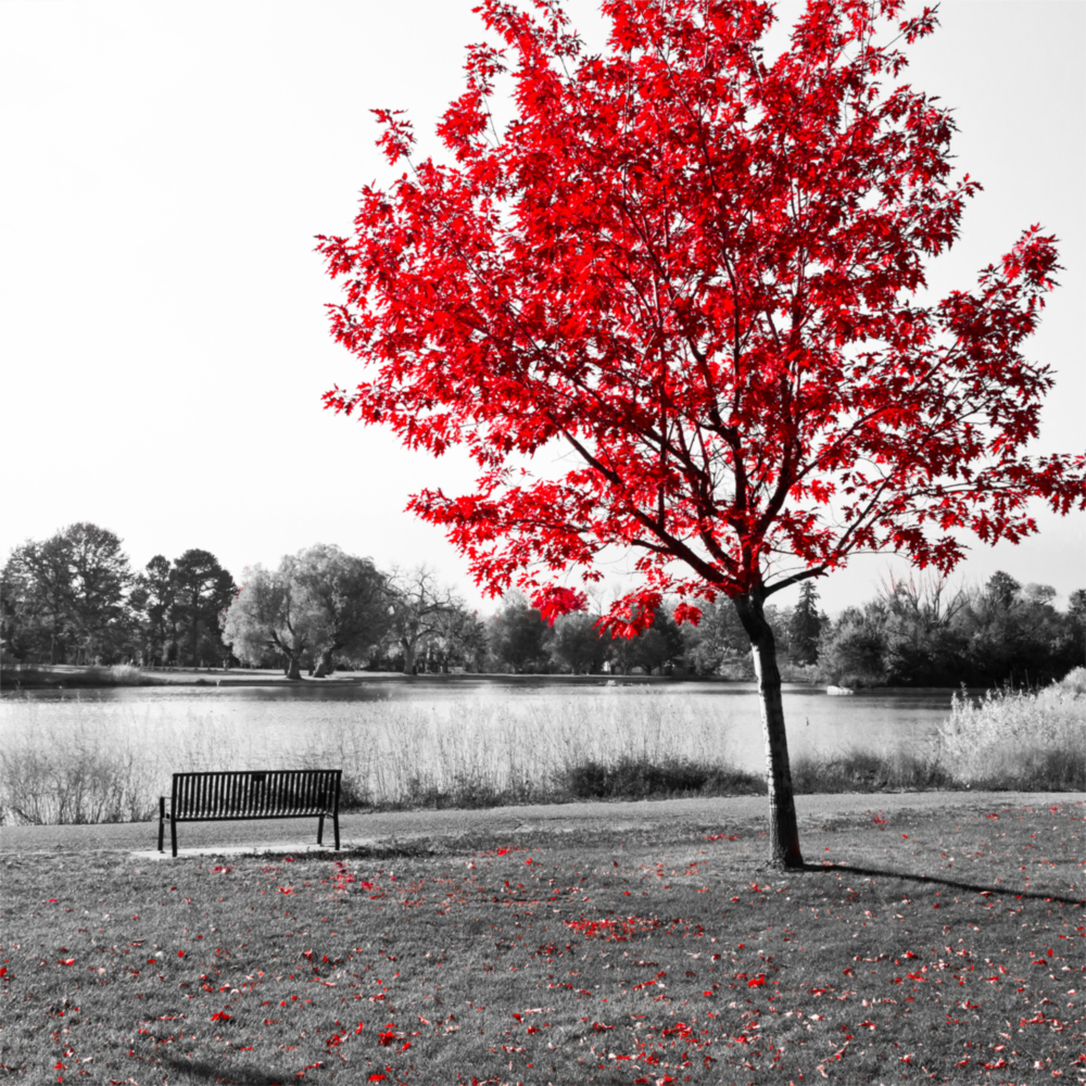 Arte della parete di vetro Albero rosso