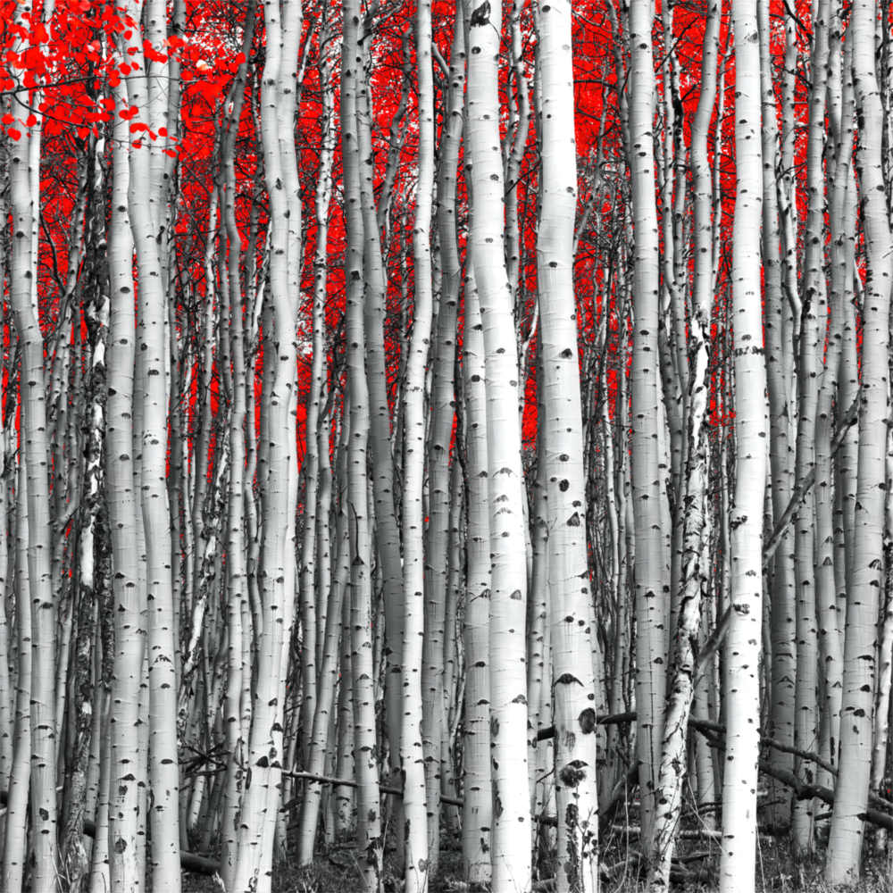 Arte della parete di vetro Foresta rossa