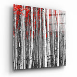 Quadratische Weiße Birkenstämme mit Roten Blättern Glasbild - 40x40 cm