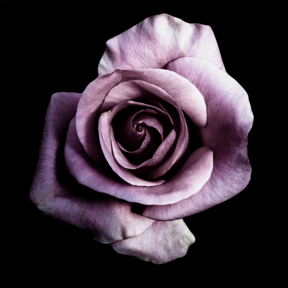 Rose violette Impression sur verre