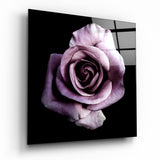 Einzelne Fliederfarbene Rose auf Schwarz Glasbild - 40x40 cm