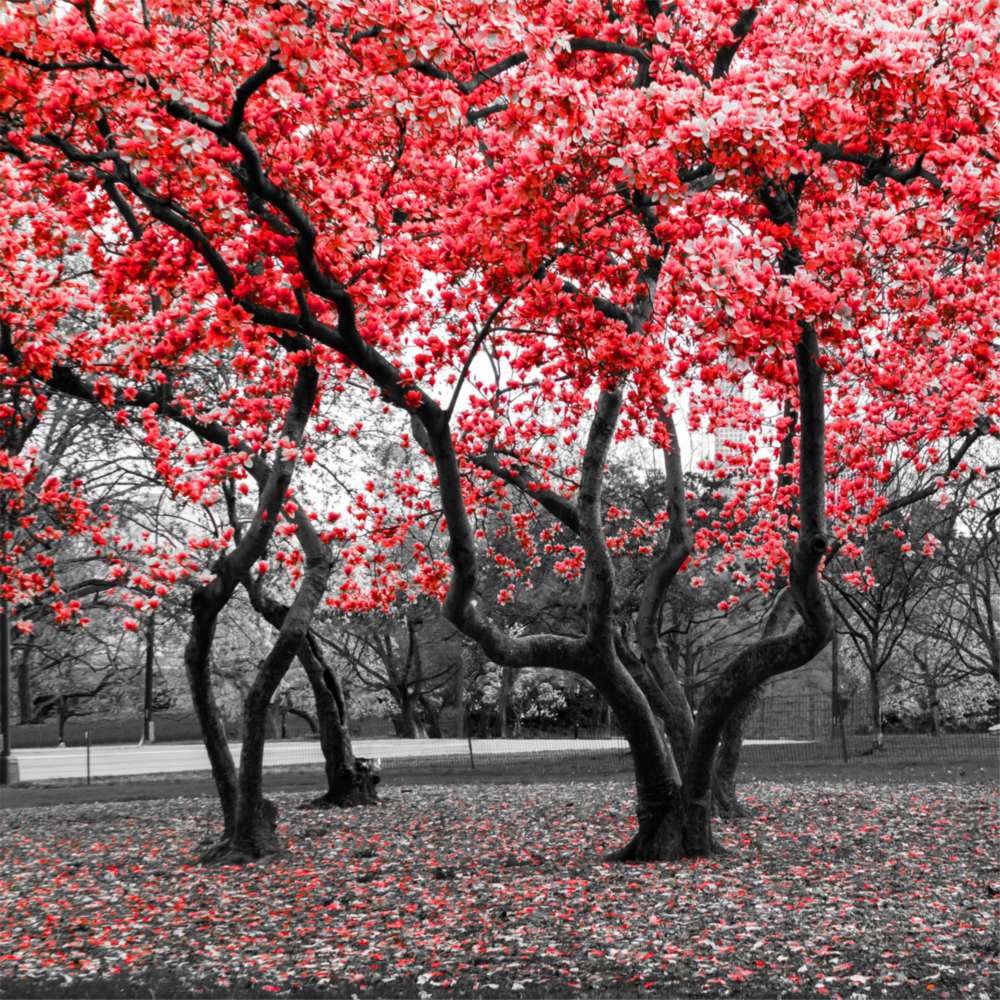 Arte de pared de vidrio de Árbol rojo