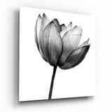 Tulipe Grise Translucide tableau en verre - 40x40 cm