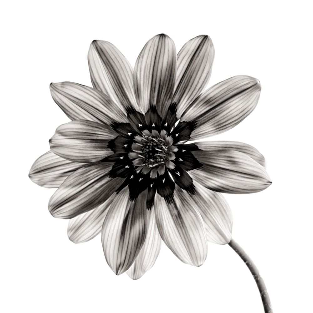 Fleur Impression sur verre