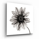 Backlit Monochrome Daisy Glass Wall Art - 40x40 cm