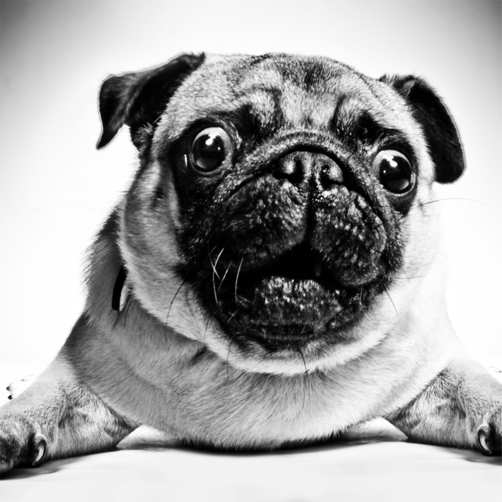 Arte della parete di vetro Pug