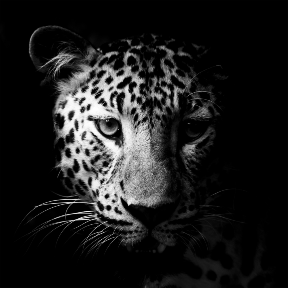 Arte della parete di vetro Leopardo