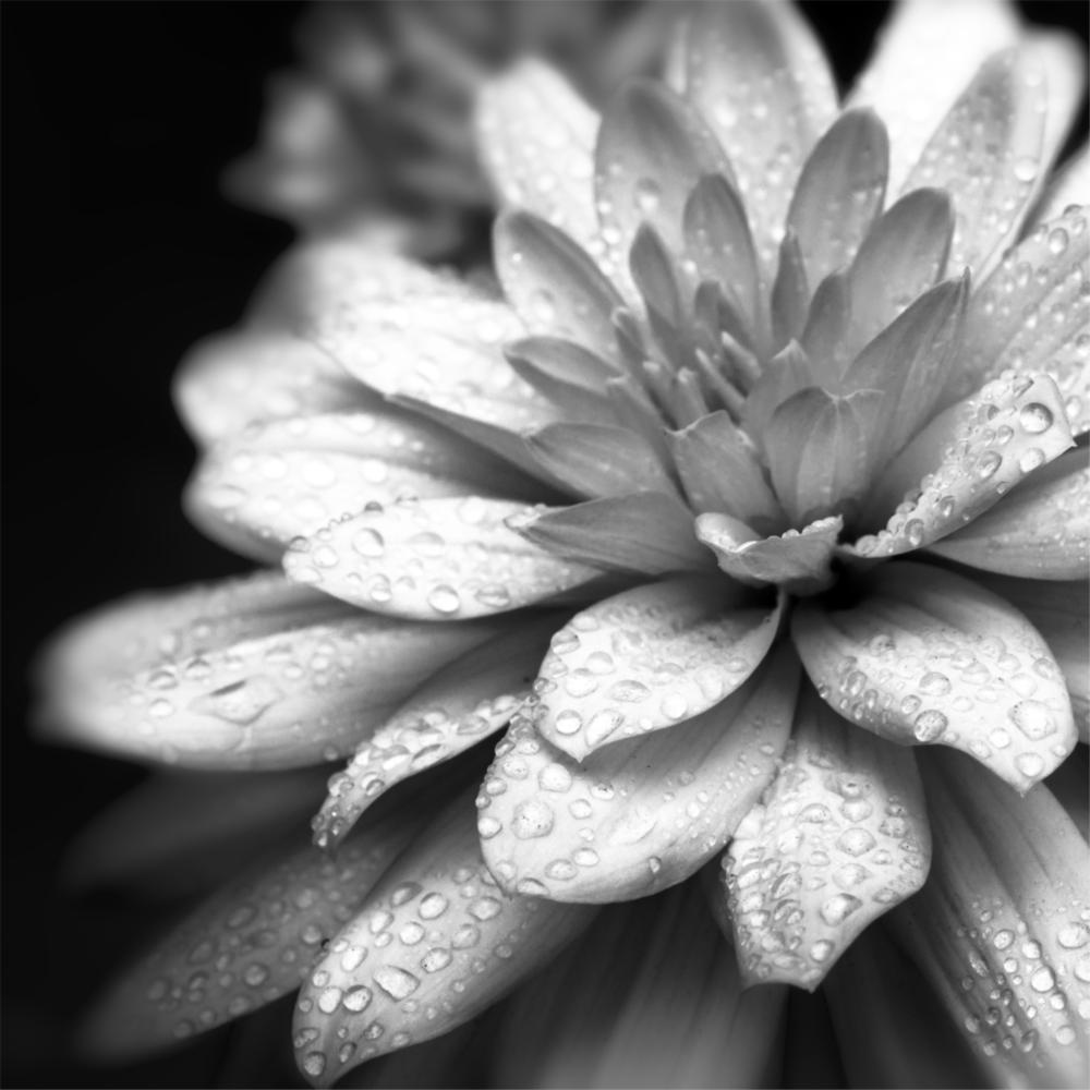 Fleur Impression sur verre