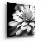 Dahlia Monochrome Couvert de Rosée tableau en verre - 40x40 cm