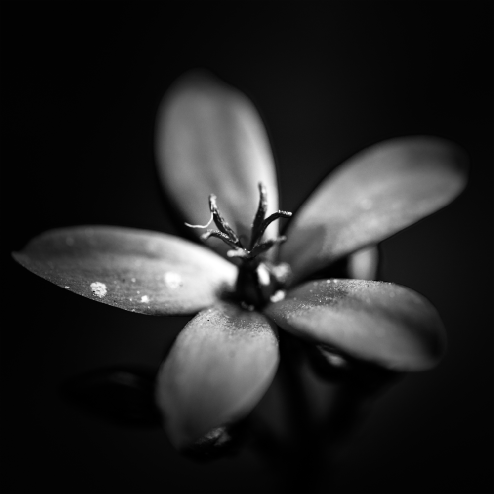 Arte della parete di vetro Fiore