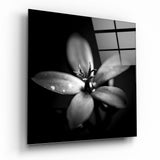 Fiore con Gocce di Rugiada Retroilluminato Scuro quadro in vetro - 40x40 cm