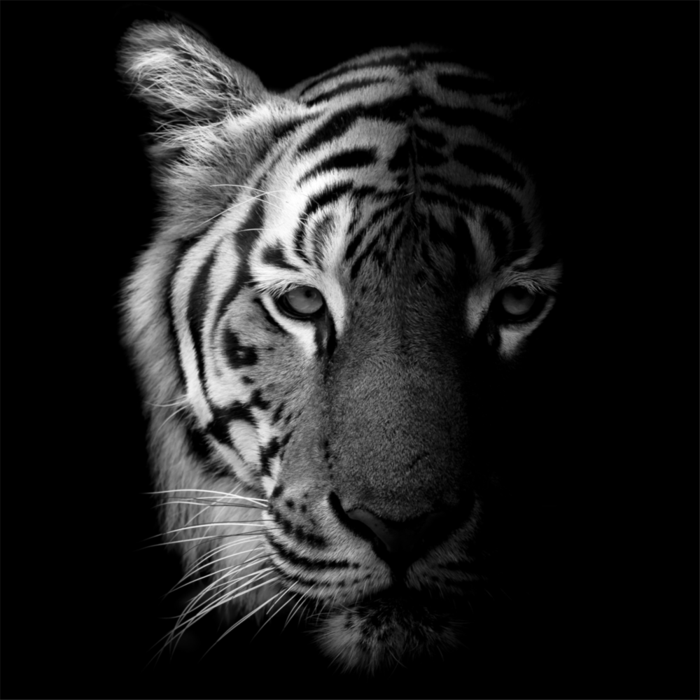 Tigre Impression sur verre