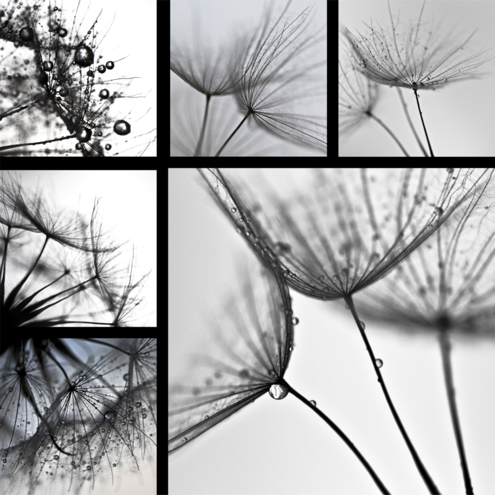 Fleur Impression sur verre