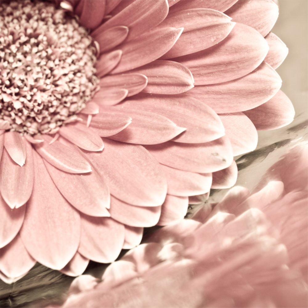 Arte della parete di vetro Fiore rosa