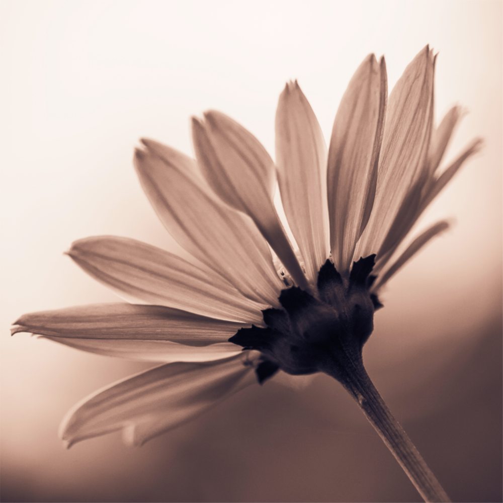 Fleur Impression sur verre