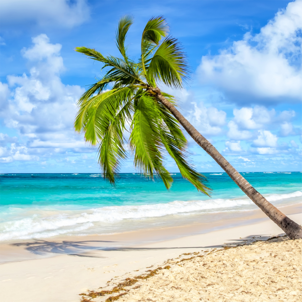 Arte della parete di vetro Palma