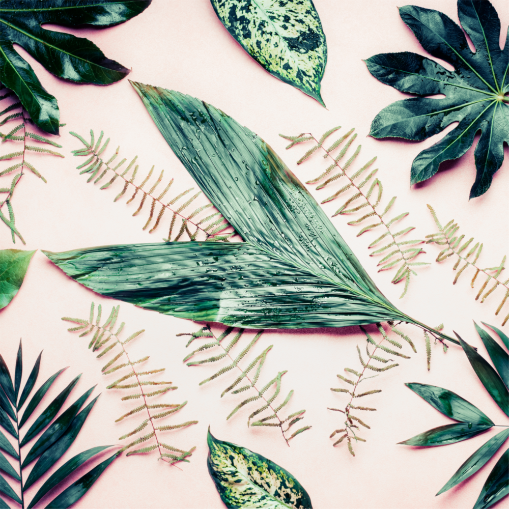 Feuilles tropicales Impression Sur Verre