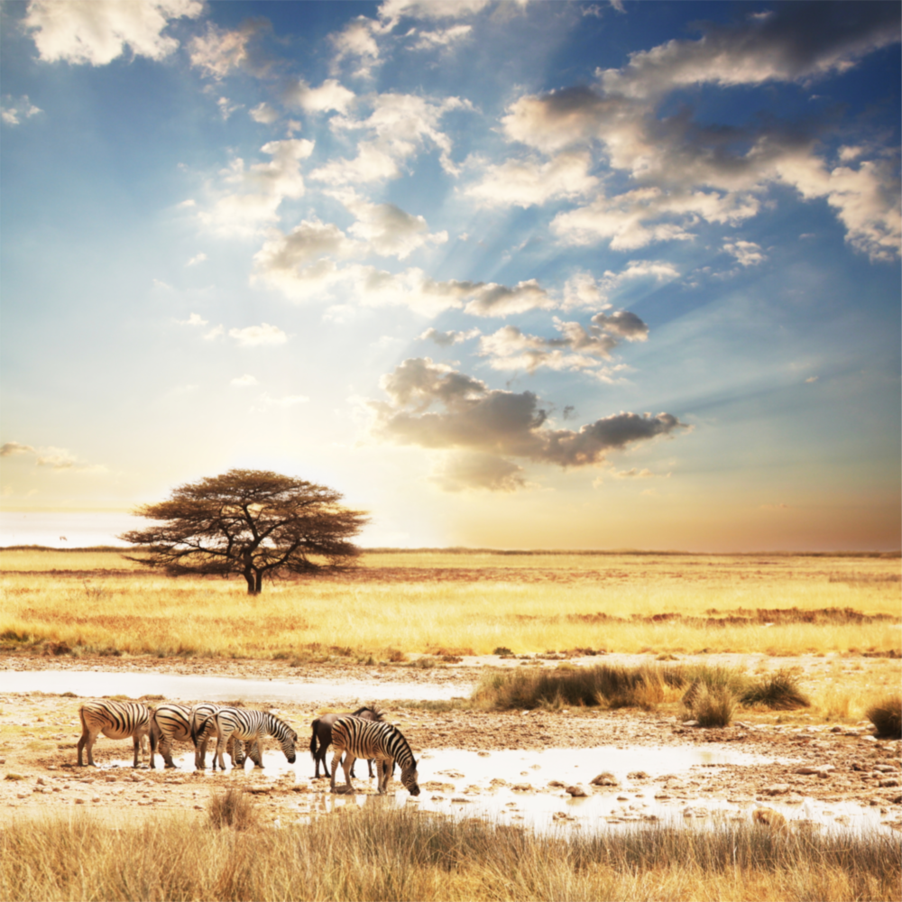 Afrika (Breite Wiese) Glasbild