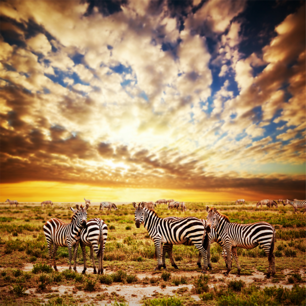 Zebras Glass Wall Art