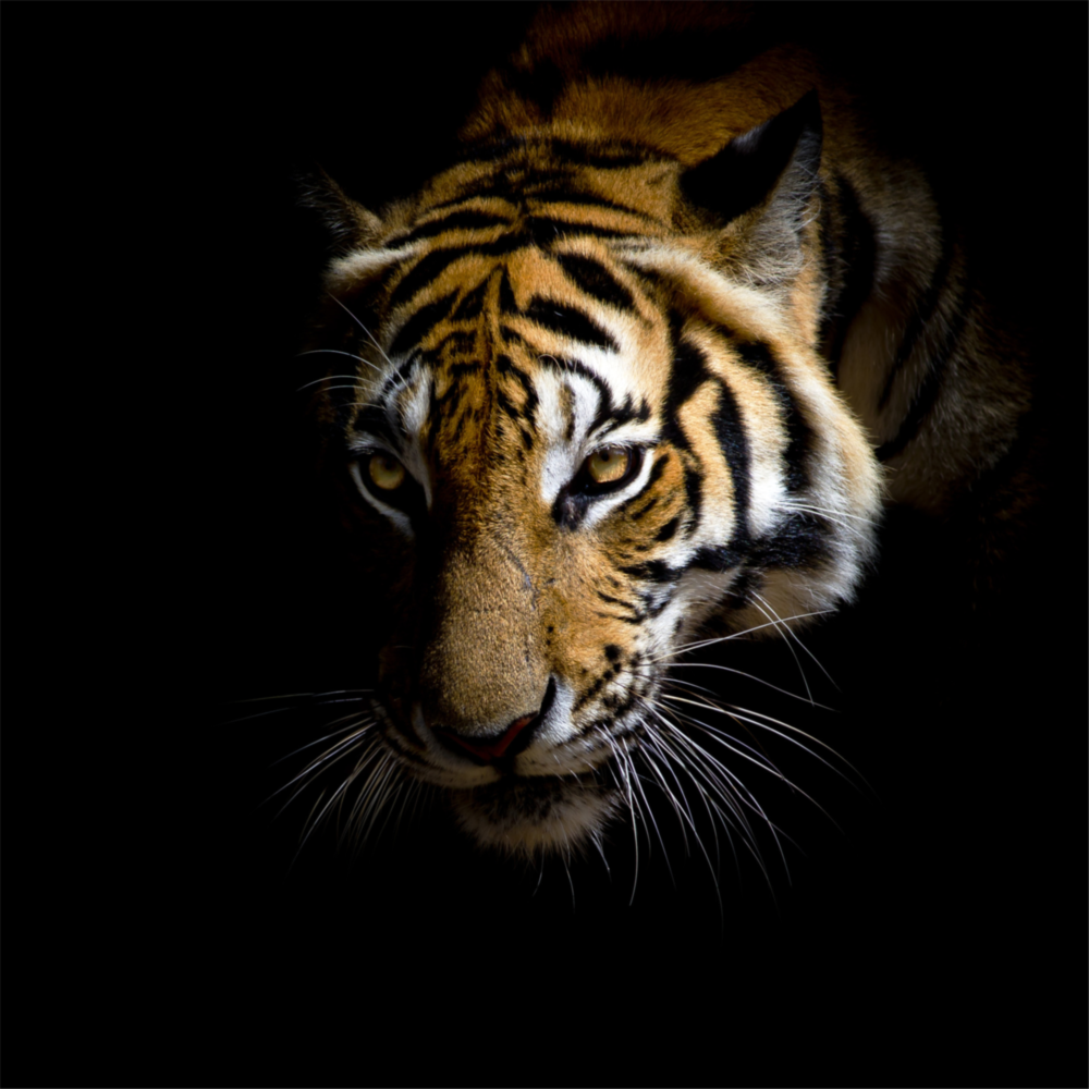 Tiger Glass Wall Art