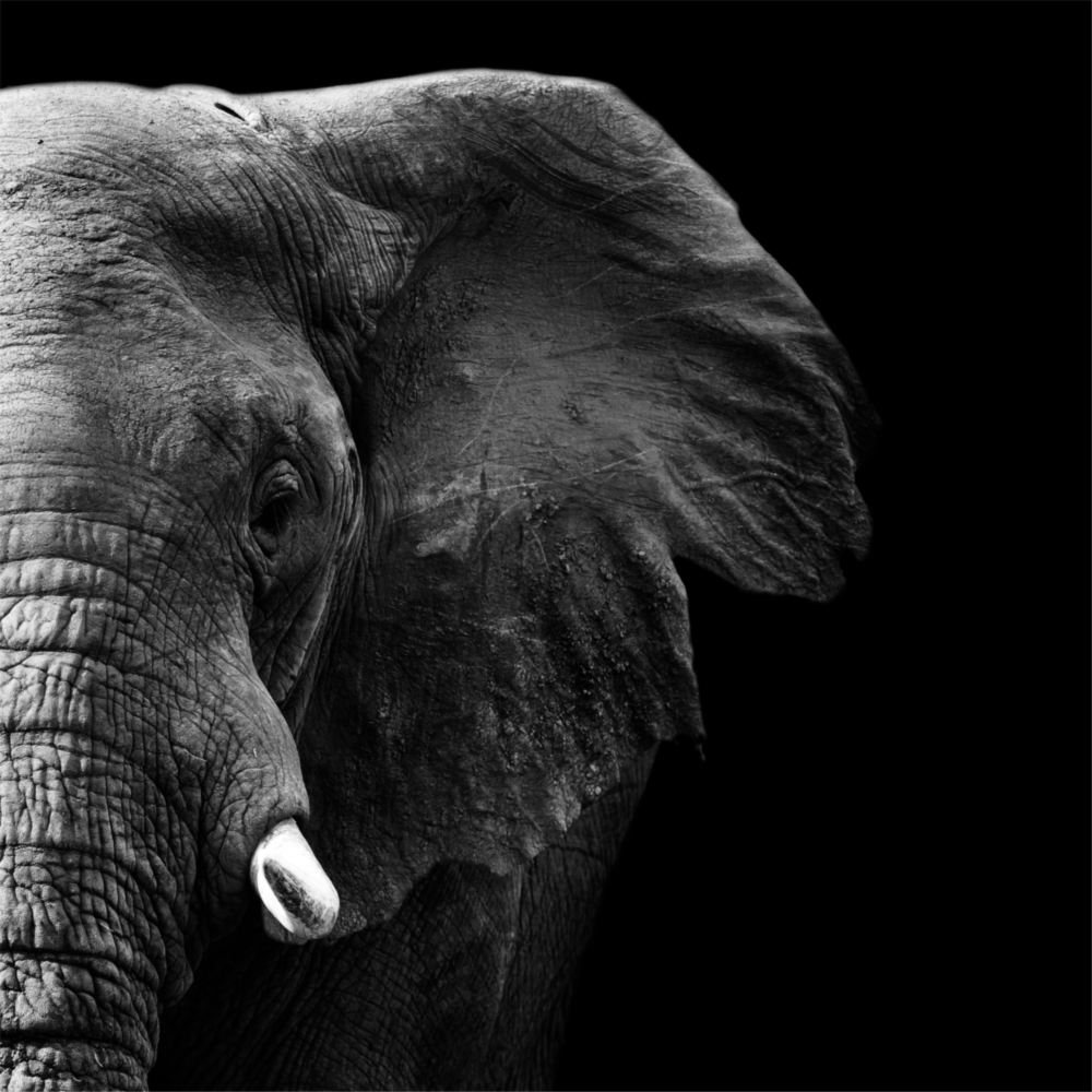 Éléphant Impression Sur Verre