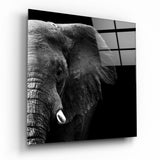 Elefant zwischen Licht und Schatten Glasbild - 40x40 cm