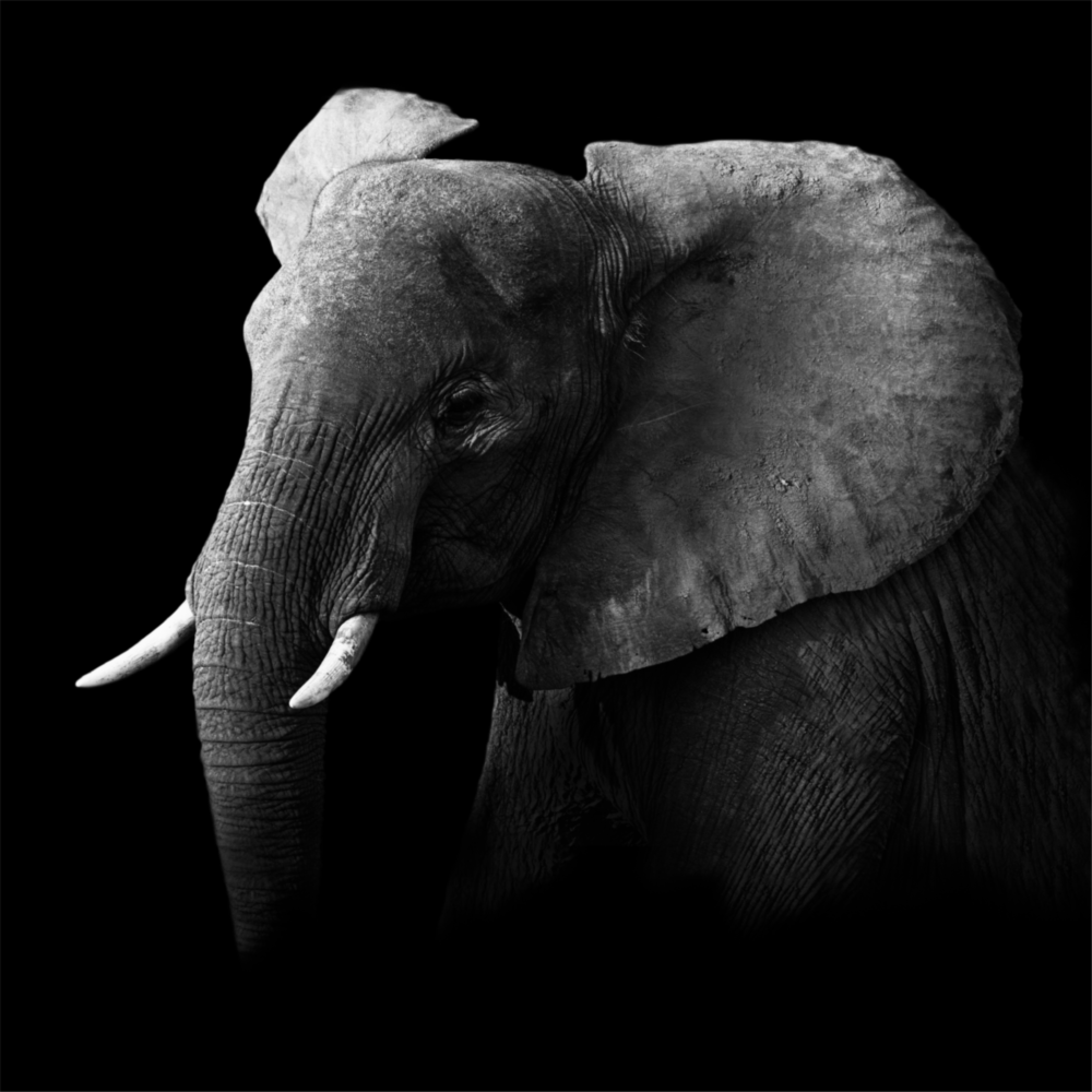 Éléphant Impression Sur Verre