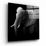 Moody Black and White Elephant Glass Wall Art - 40x40 cm