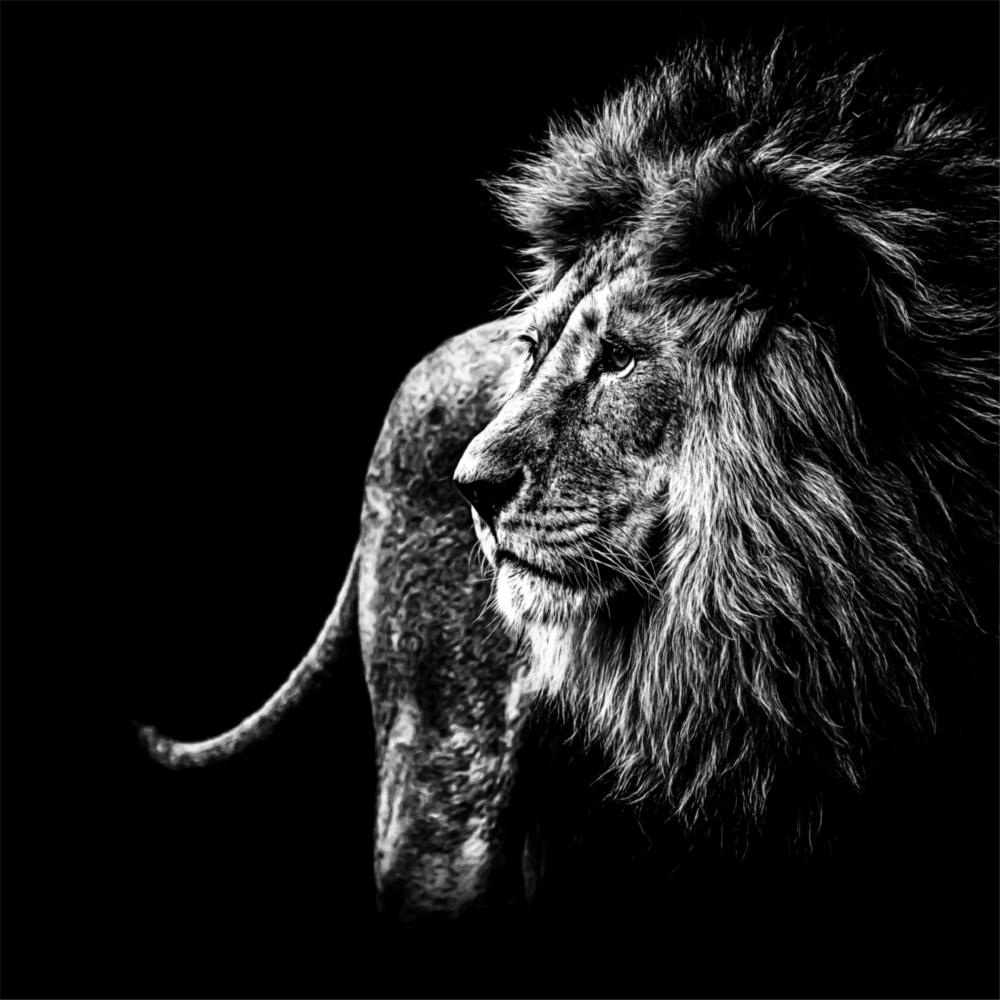 Arte de pared de vidrio de Leone