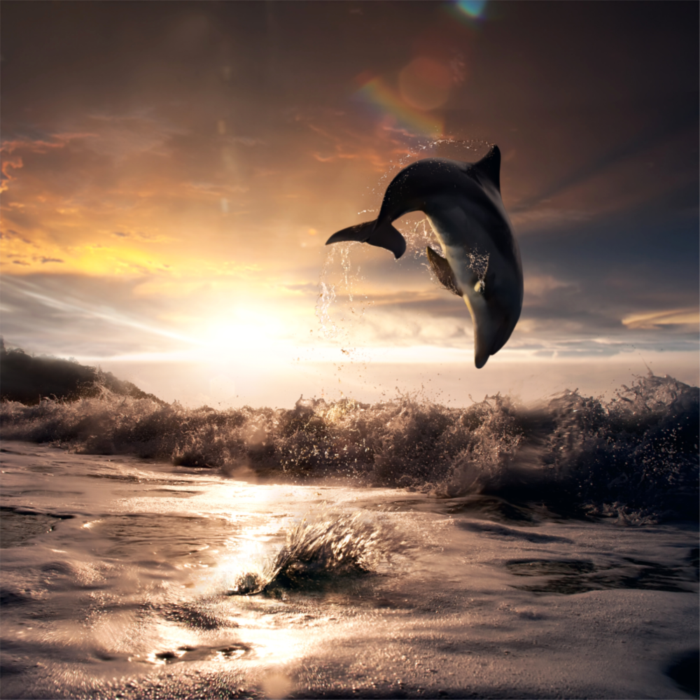 Arte de pared de vidrio de Delfino