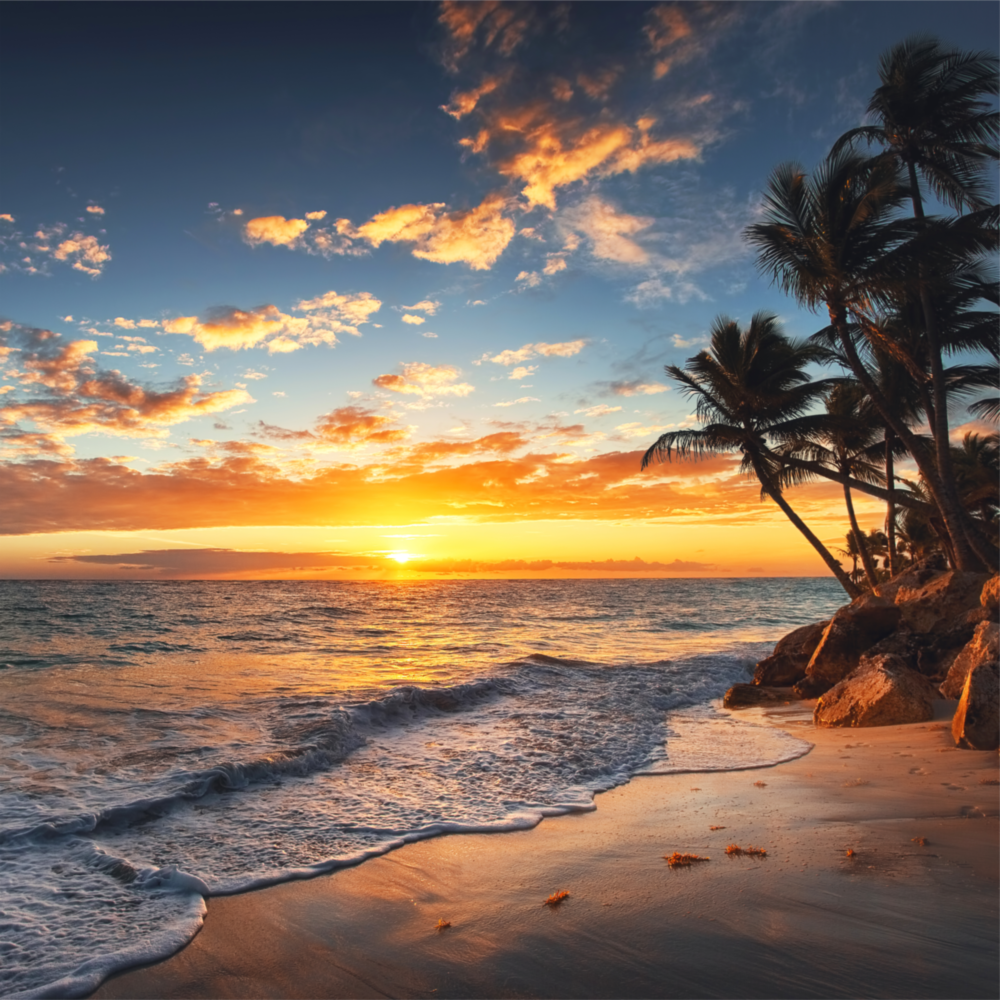 Palmiers Impression Sur Verre