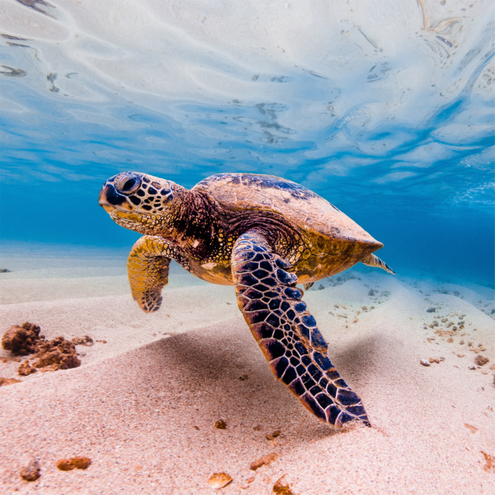 Tortue de mer Impression Sur Verre