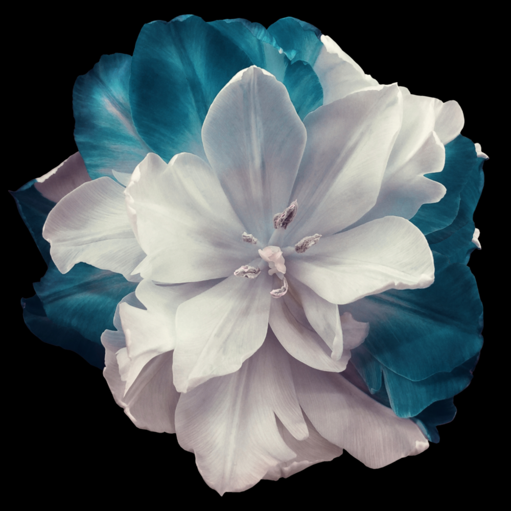 Floral Glass Wall Art