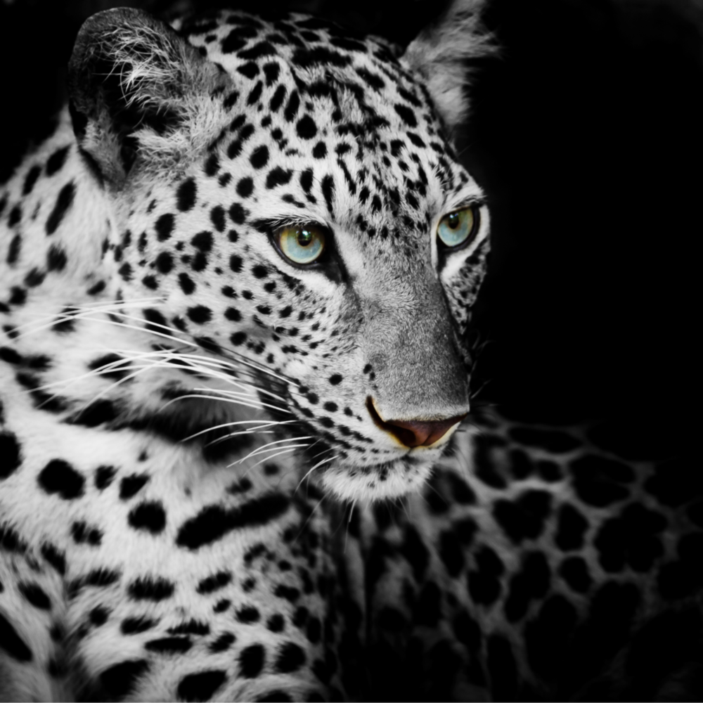 Leopard Glasbild