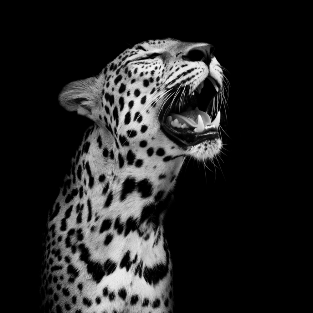 Léopard Impression sur verre