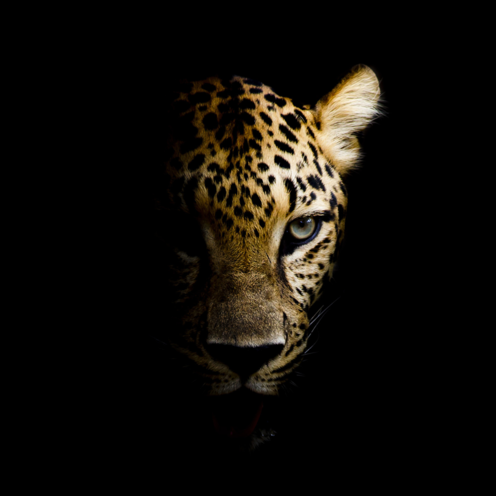 Leopard Glass Wall Art