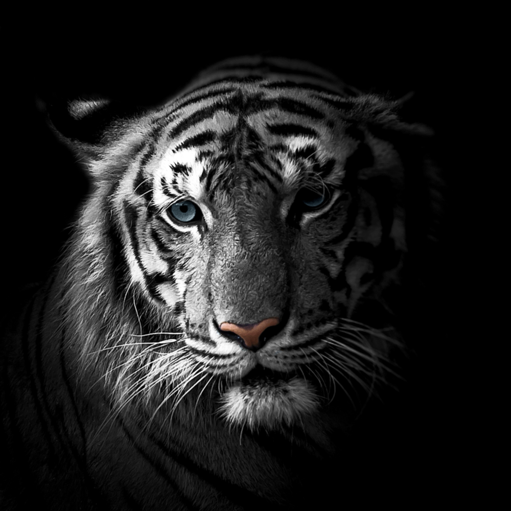 Tigre Impression sur verre
