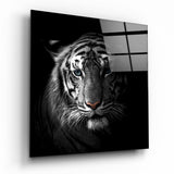 Portrait de Tigre aux Yeux Bleus tableau en verre - 40x40 cm