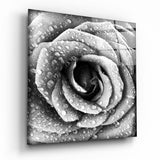 Schwarz-Weiß Taufrische Rose Glasbild - 40x40 cm