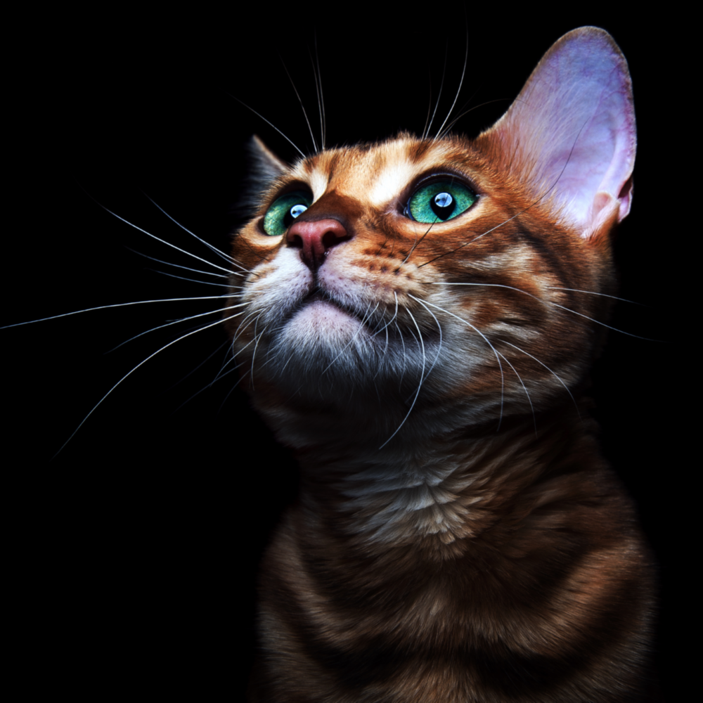 Arte della parete di vetro Gattino