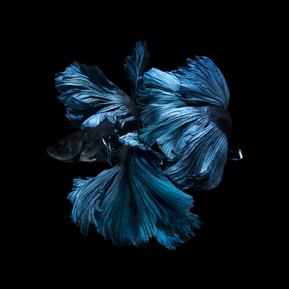 Arte della parete di vetro Pesce betta