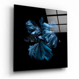 Poisson Betta Halfmoon Saphir tableau en verre - 40x40 cm