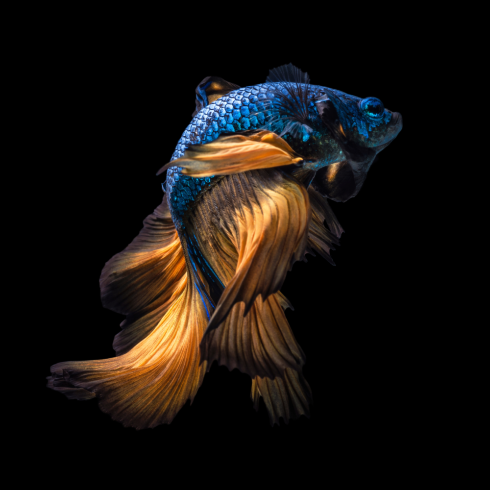 Arte de pared de vidrio de Pez Betta