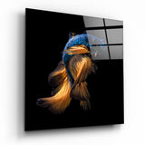 Blue Head Amber Tail Betta Fish Glass Wall Art - 40x40 cm