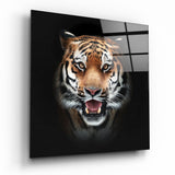 Brüllender Bengal-Tiger Glasbild - 40x40 cm